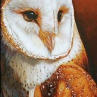 owl-sipa