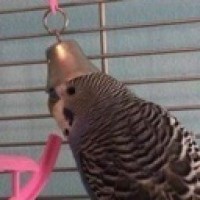 stupid-seagull