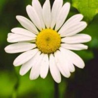 angelin-ka