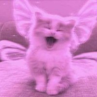 julia-cat00
