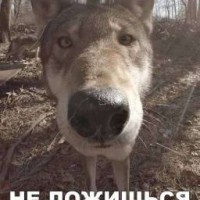 dasha69260678