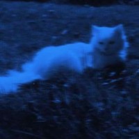 volkozavr