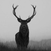 northenraven
