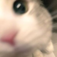 annycatwolf