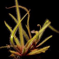 drosera-regia