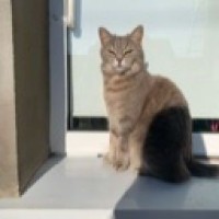 cat-cute1