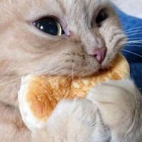 kitty-red-cat