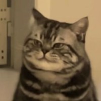 meow-laoda