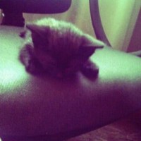 nika-black