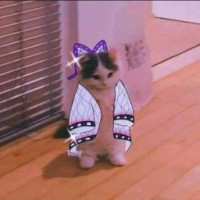 cat-sneg