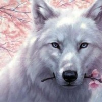 wild-wolf-5