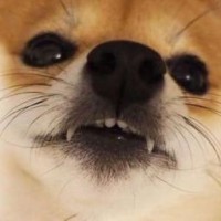 olga-sh-face