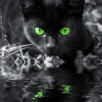 blak-cat001mya