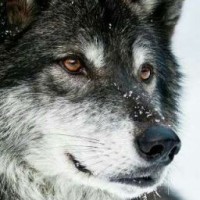 werewolf192
