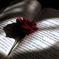 scarlet-rose