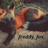 freddy-fox