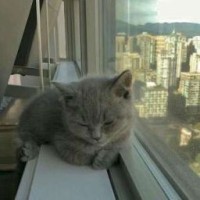 kitty1meows