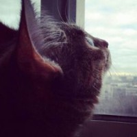 bysycat