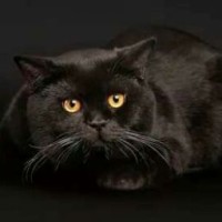 olga3663