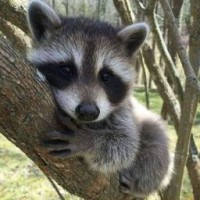 rracoon