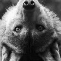 wolfafter