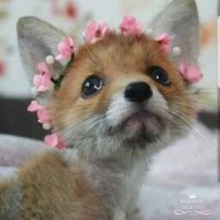 yourspacefox