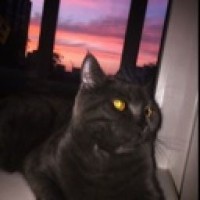 catwiththebook