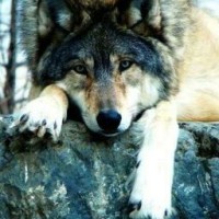 vesta-wolf