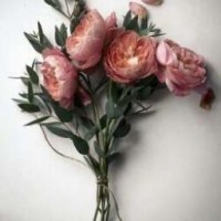 milanaa-writer