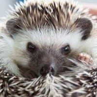 hedgehog-in-smoke