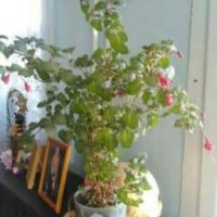 from-siberia-88