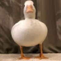 noblum