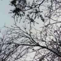 ingvarion