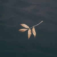 acupofsea