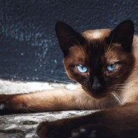 imarycat