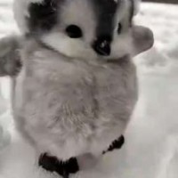 hehechik