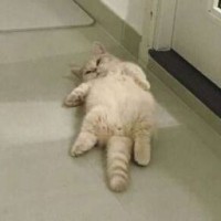 slvrdd