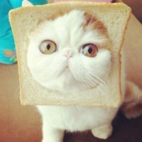 kind-cat