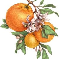 marucitrus