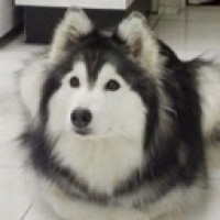 georgiyawendel