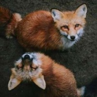 maidelinfox