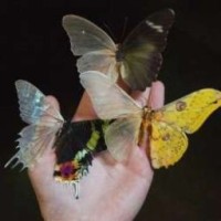 dariakudia
