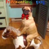 interesting-pug