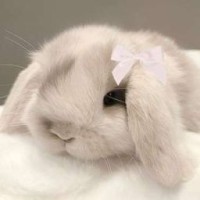 sweetie-li
