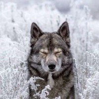wolf4ik-yt