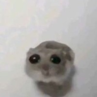 mayaksiii
