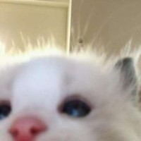 niikkiiwf