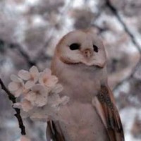 snnow-owll