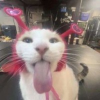simpa-pysuk