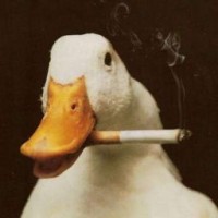 goose-0406
